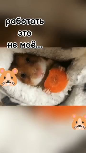 Жизненные ценности 🤓