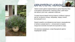 Красивая дача. Урок 55 12.6 10:00