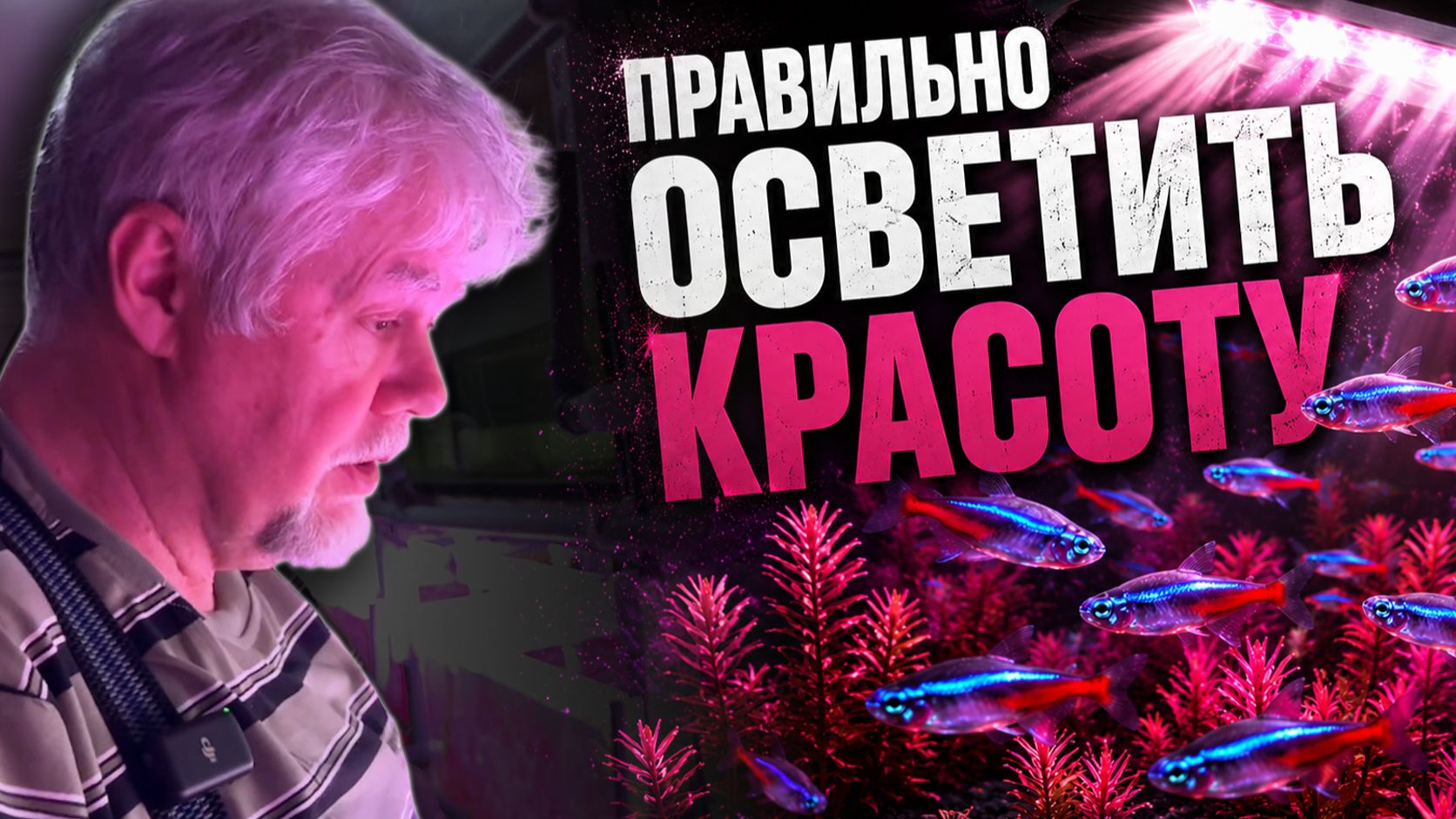 Как увидеть настоящую красоту рыбы? | Аквариумные истории из ЭКЗОМЕНЮ №176 смотреть онлайн