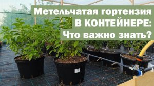 Метельчатая гортензия В КОНТЕЙНЕРЕ: плюсы, минусы и важные нюансы