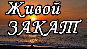 В ОБЪЕКТИВЕ ЗАКАТА: ЖИЗНЬ У КРОМКИ МОРЯ! МГНОВЕНИЯ, КОТОРЫЕ ЛОВИТ КАМЕРА: СЛУЧАЙНАЯ КРАСОТА. АДЛЕР.