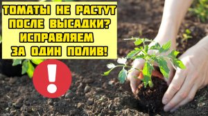 Томаты после высадки быстро тронутся в рост! Просто и дёшево!