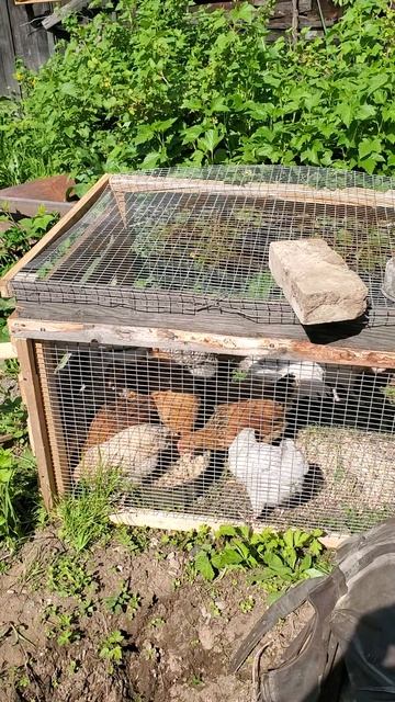 петушки 🐔🐔🐔 на откорм