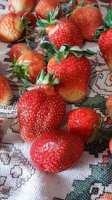 #мояКлубника 🍓 12.06.26