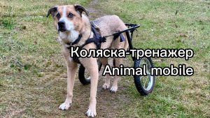 Коляска-тренажер для собак