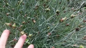 Дача! Работаю и обзор хвойных растений! 🌲🌳🍃
