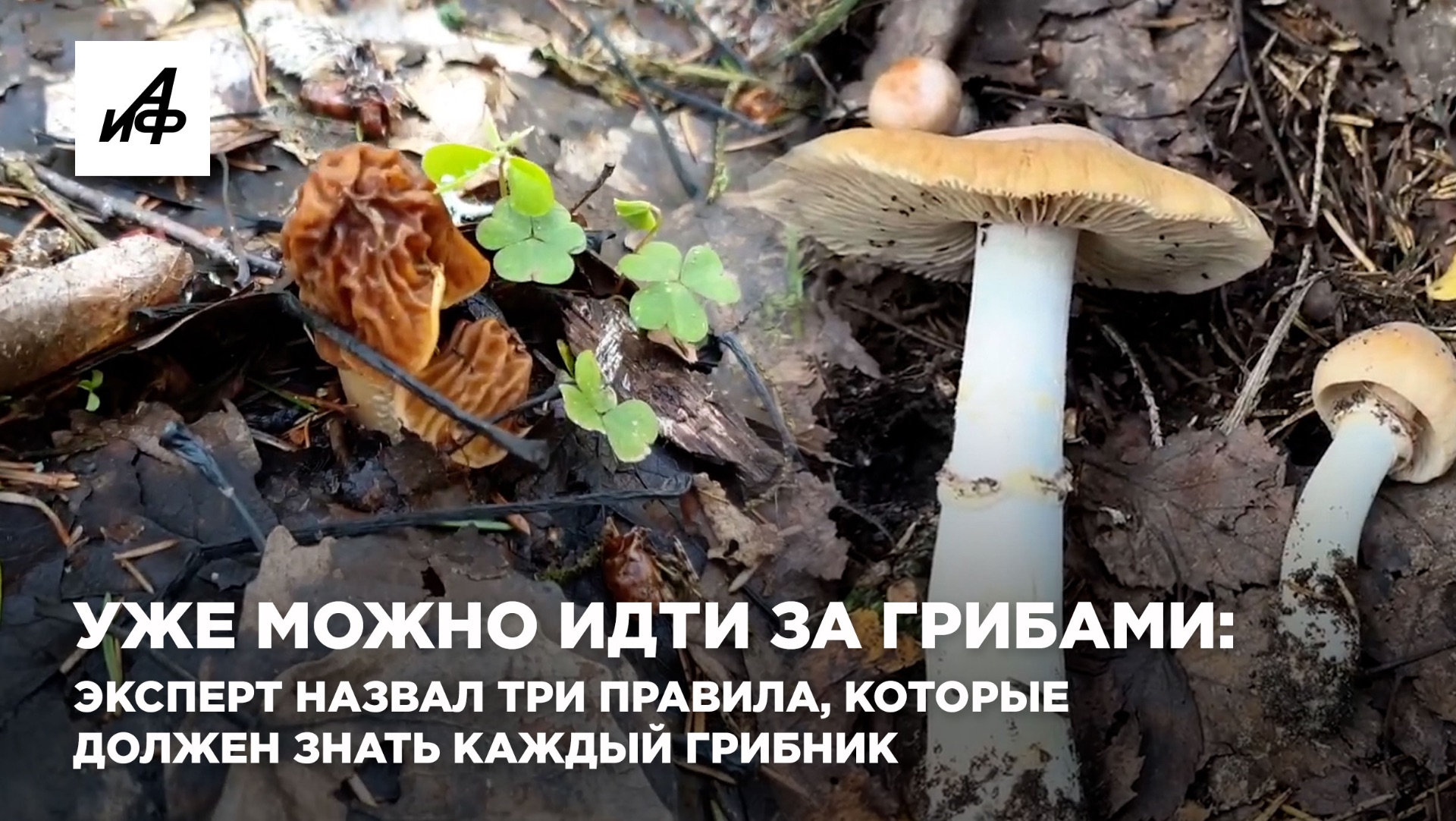 Уже можно идти за грибами: эксперт назвал три правила, которые должен знать каждый грибник