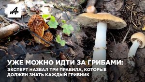 Уже можно идти за грибами: эксперт назвал три правила, которые должен знать каждый грибник