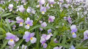 12-06-2026 Нашествие🦋🐛