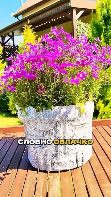 Эти цветы цветут все лето.