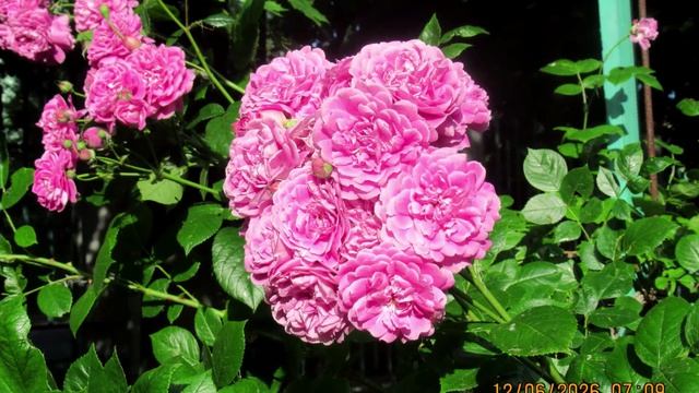 Мой проект 1 2026-06-12_12-23-33 смотреть онлайн