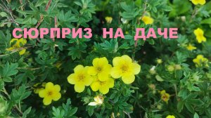 Сюрприз на даче