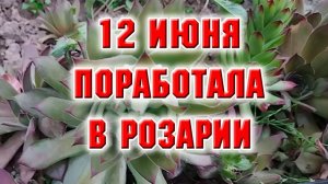 12 июня. Поработала в розарии