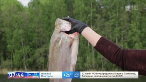 Достать из-под земли: шеф-повар объяснила, для чего предки закапывали лосося.