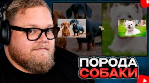 T2x2 ВЫБИРАЕТ ЛУЧШУЮ ПОРОДУ СОБАК