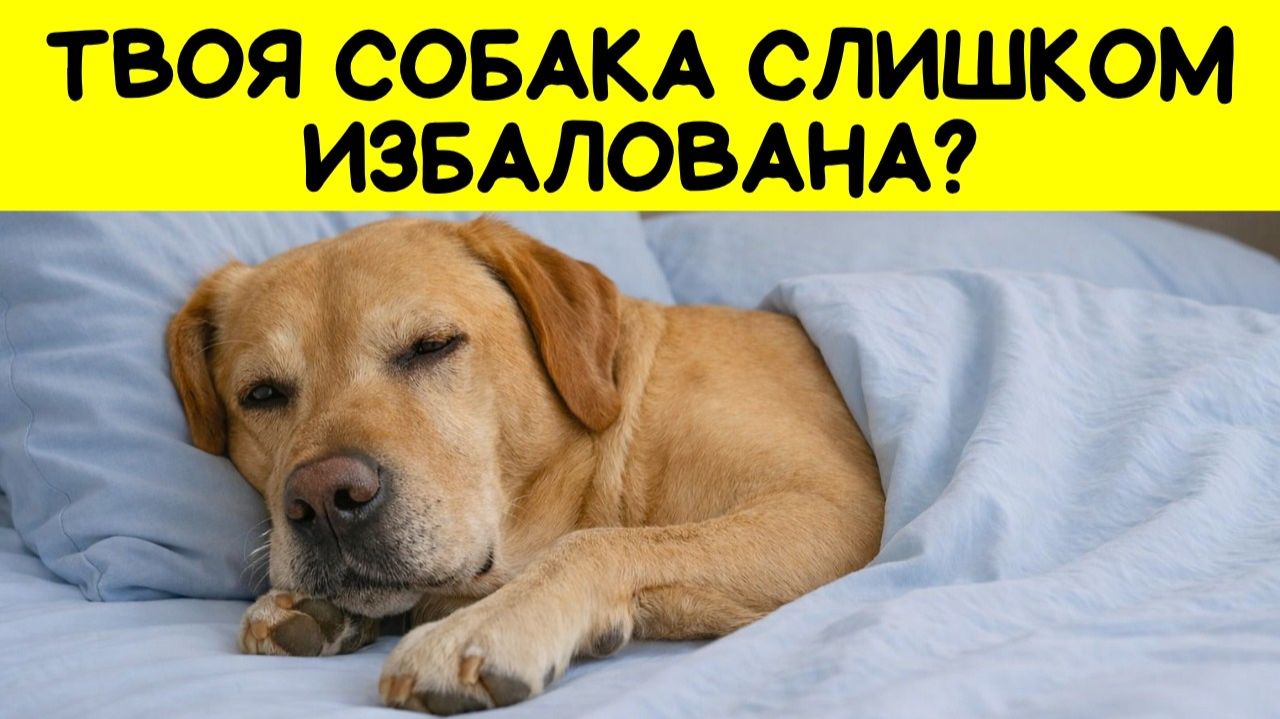 6 признаков, что ваша собака ИЗБАЛОВАНА (и вы даже не замечаете)