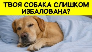 6 признаков, что ваша собака ИЗБАЛОВАНА (и вы даже не замечаете)