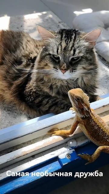 Самая необычная дружба🦖🐱
