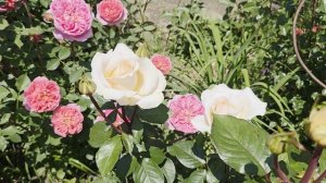 Розы расцветаются.Какие красавицы🥰🥰🥰
