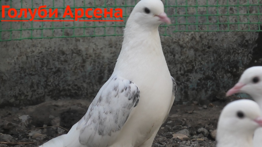 Голуби Арсена в Невинномысске! смотреть онлайн