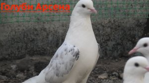 Голуби Арсена в Невинномысске!