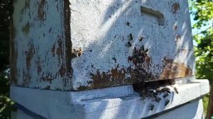 Пчелиный рой не дал дедушке спокойно отдохнуть.
