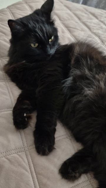 12.06.2026г. Мой котик
