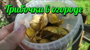 Грибочки в огороде
