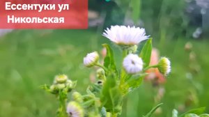 Ессентуки ул Никольская 12-06-2026