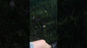 Мишка ходит гдето