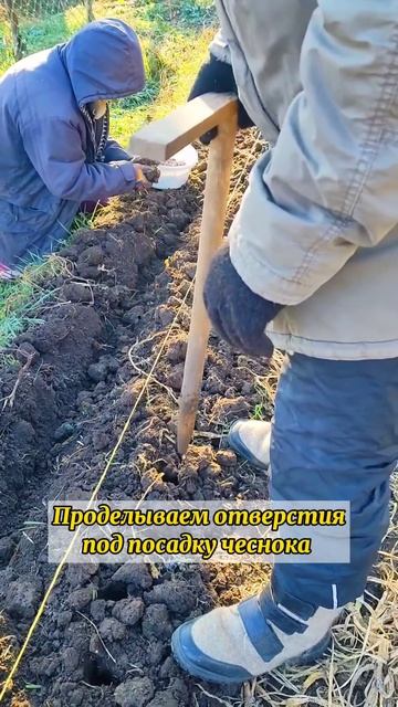 Садим чеснок в ноябре.