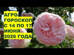 Что посадить в июне? Календарь на 14-17 число