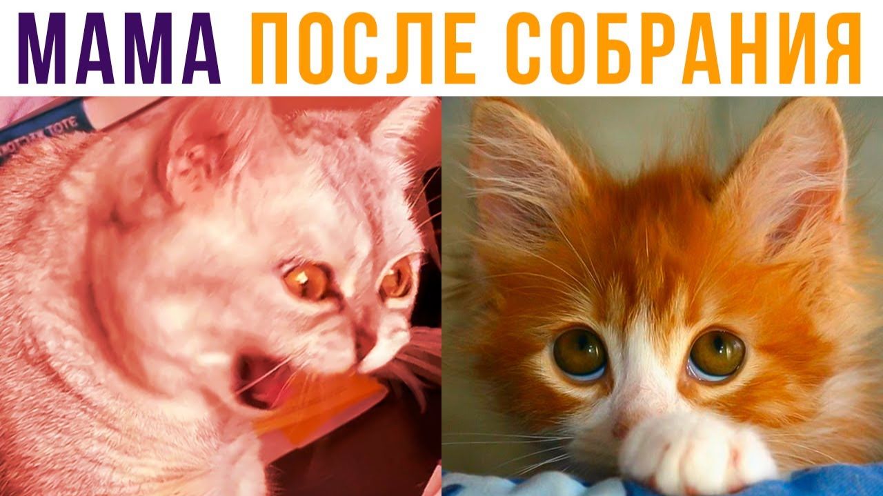 МАМА ПРИШЛА С СОБРАНИЯ))) Приколы с котами смотреть онлайн