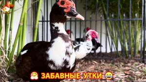 Забавные утки мускусные и пекинские на свободном выгуле со своими друзьями ч.(404) ❣️🤗😂
