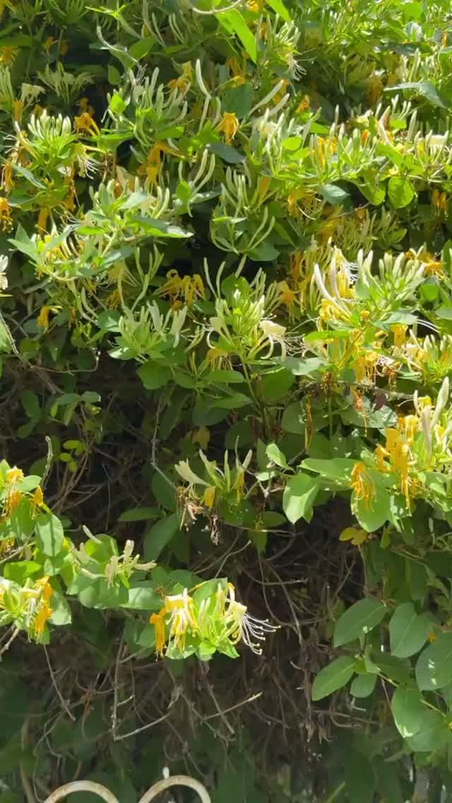 Жимолость Каприфоль ✨в дизайне сада🌿