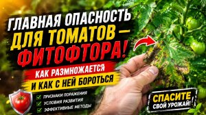 ФИТОФТОРА НА ТОМАТАХ-ВРАГ №1. Как она размножается и как с ней бороться