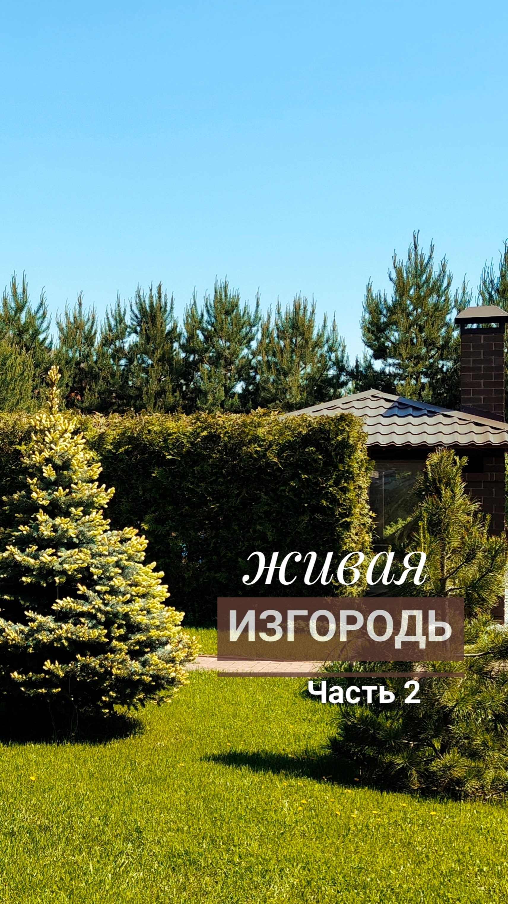 Живая изгородь 🌿