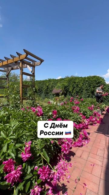 С Днём России! 🇷🇺 Обрезаю пионы🌸