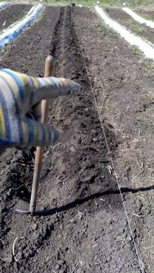 Делаю бугор под посадку огурца