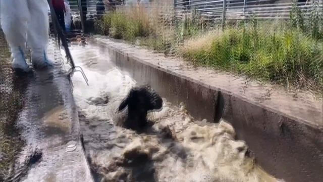 🐑800 000 голов: В Синьцзяне проводится масштабная кампания по уходу за овцами