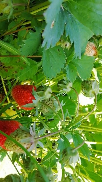 Клубничное лето наступило🍓 смотреть онлайн