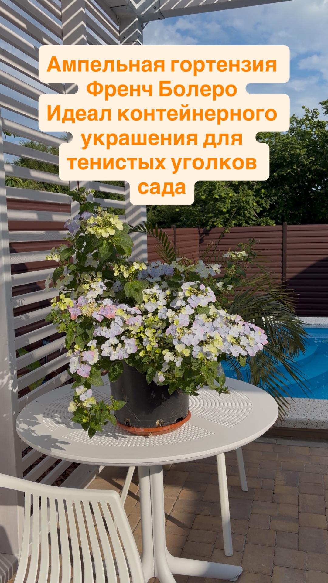 Ампельная гортензия Френч Болеро. Идеал контейнерного украшения для тенистых уголков сада