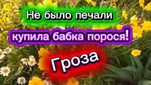 Не было печали, купила бабка порося! Гроза.
