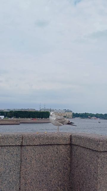 Почти ручная)) смотреть онлайн