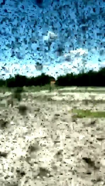 Нашествие комаров в Бурятии