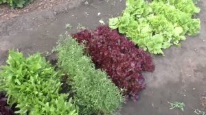 Салат 12 июня