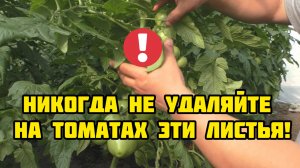 Никогда не удаляйте на томатах эти листья!