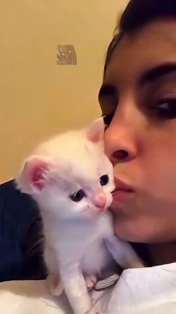 Смешные и милые КоТиКи 😼🫶😎