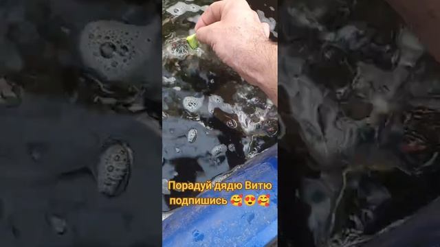 Собираю огурцы клиентам и кормлю черепах и рыбу огурцами. #акваферма #сад #огород #дядявитя