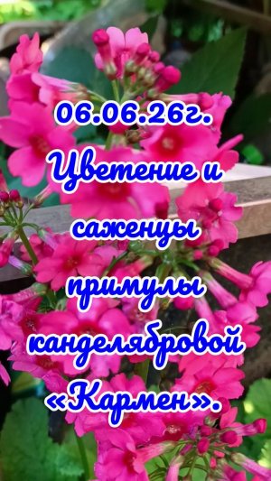 06.06.26г. Саженцы примулы канделябровой «Кармен».